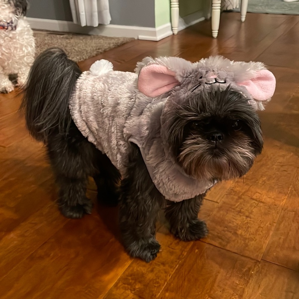Dog Halloween Costume Bunny Small
